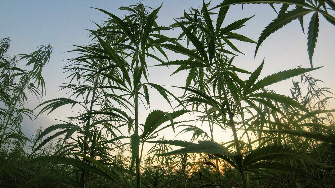 Cannabis vs. Hanf: Ein Vergleich – Nine Realms