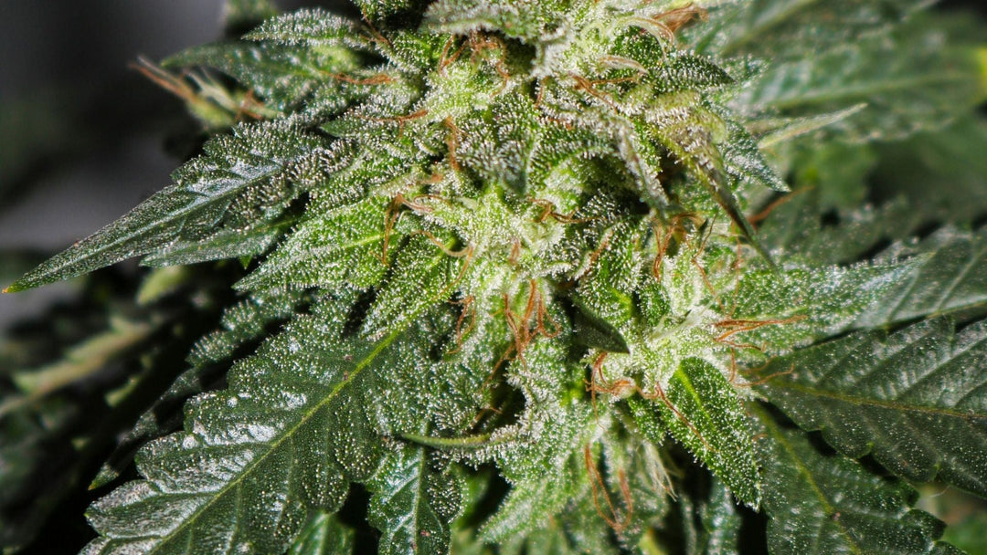 Was ist CBD?