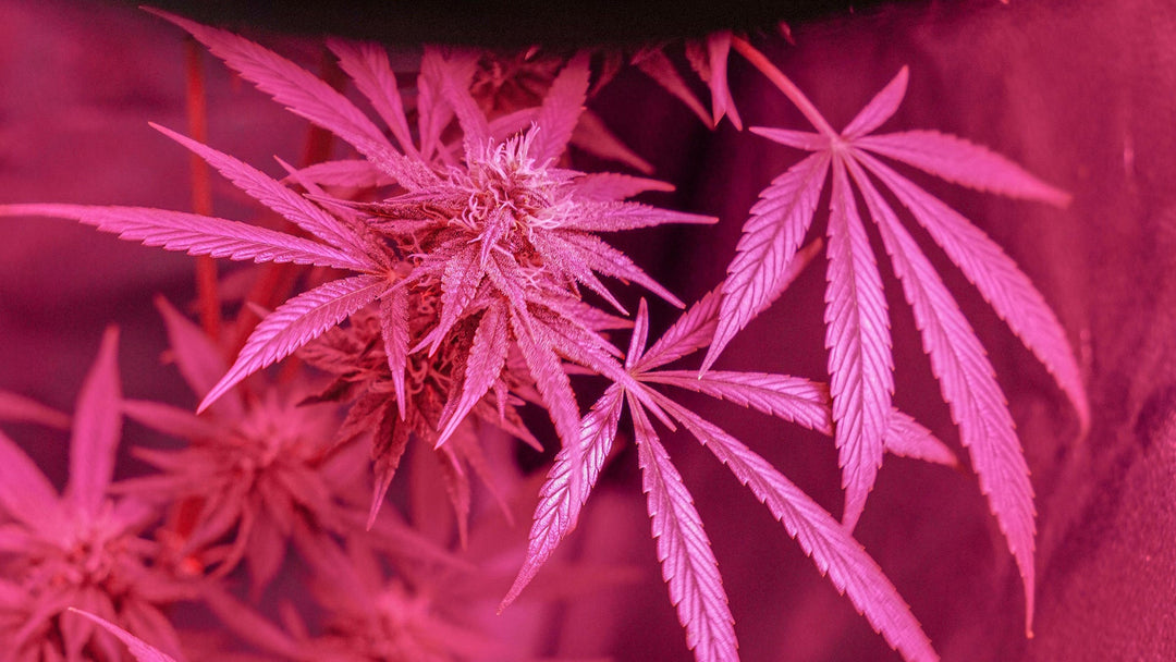 Delta 8 THC: Erläutert