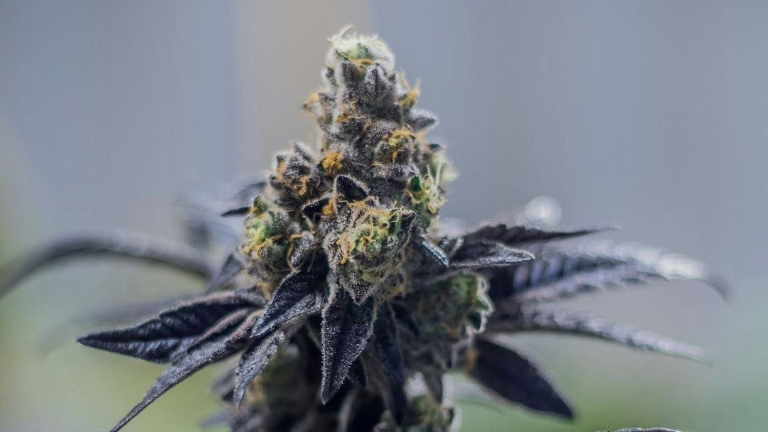 Was ist H4CBD?