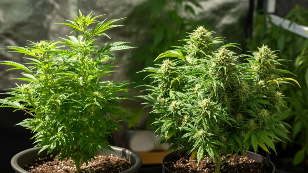 nine realms thc and hhc cannabis plants in flower pots