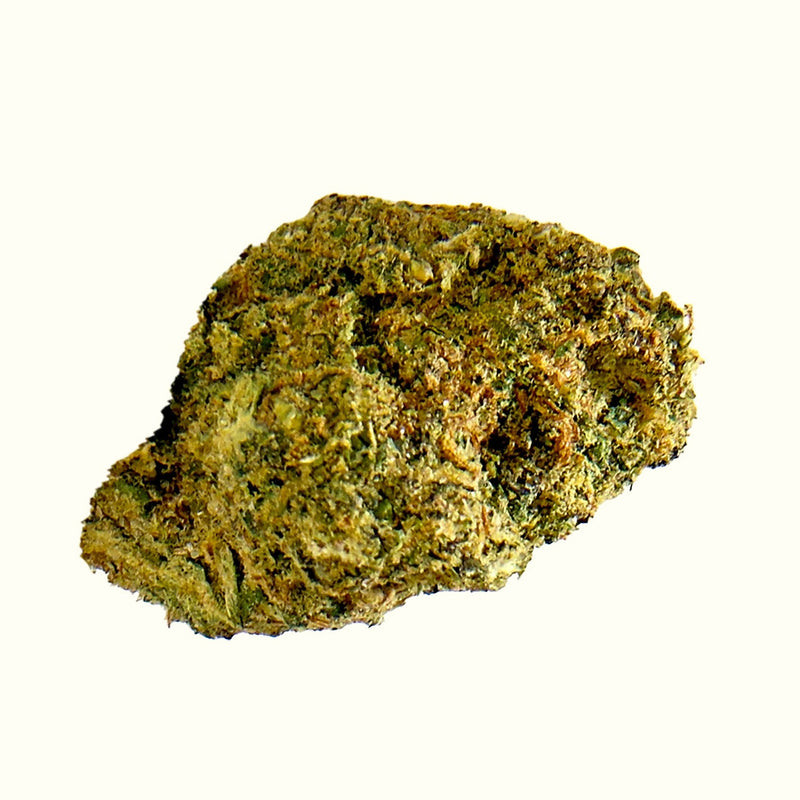 Nine Realms Girl Scout Cookies (GSC) T9HC Blüte in Nahaufnahme