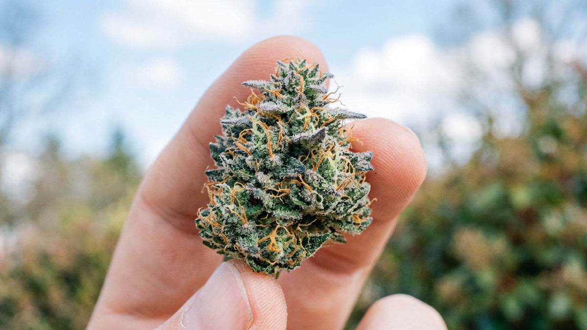 hands holding Nine Realms Blue Dream flower bud in nature