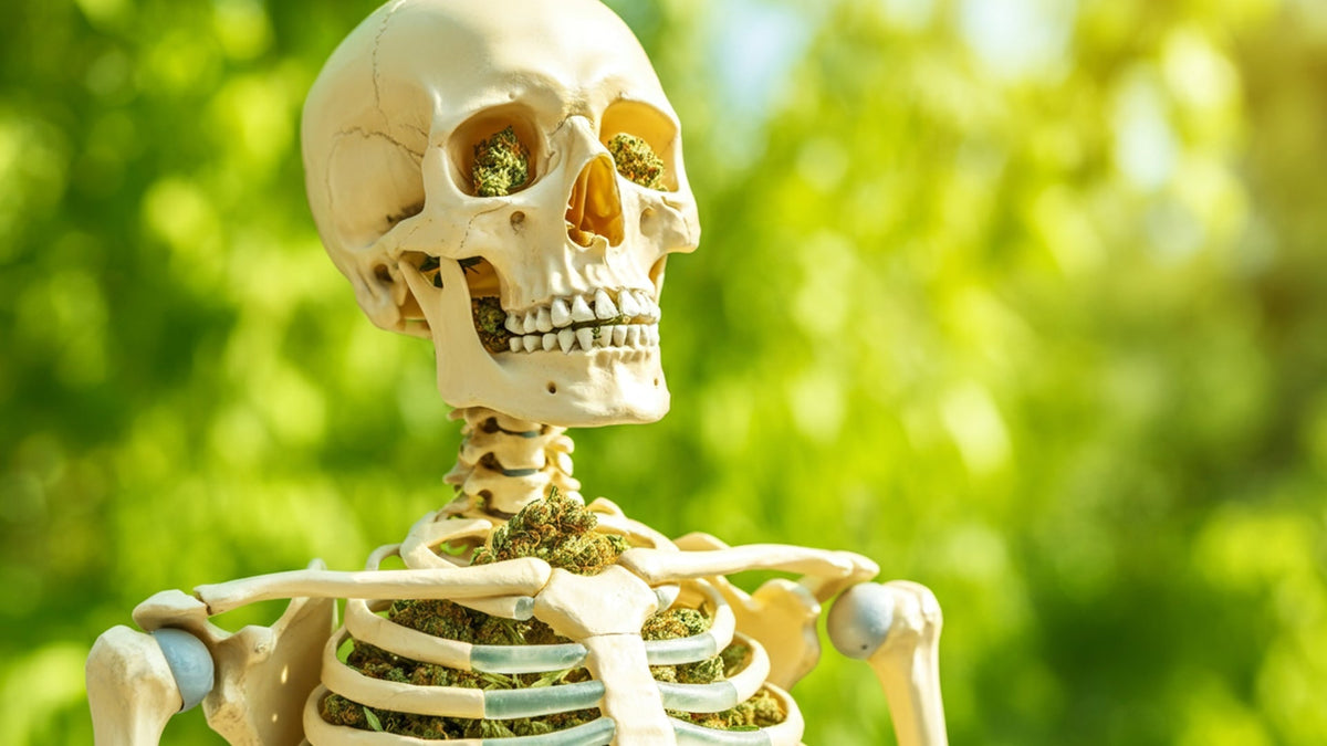 Human skeleton filled with nine realms cannabis buds in the nature