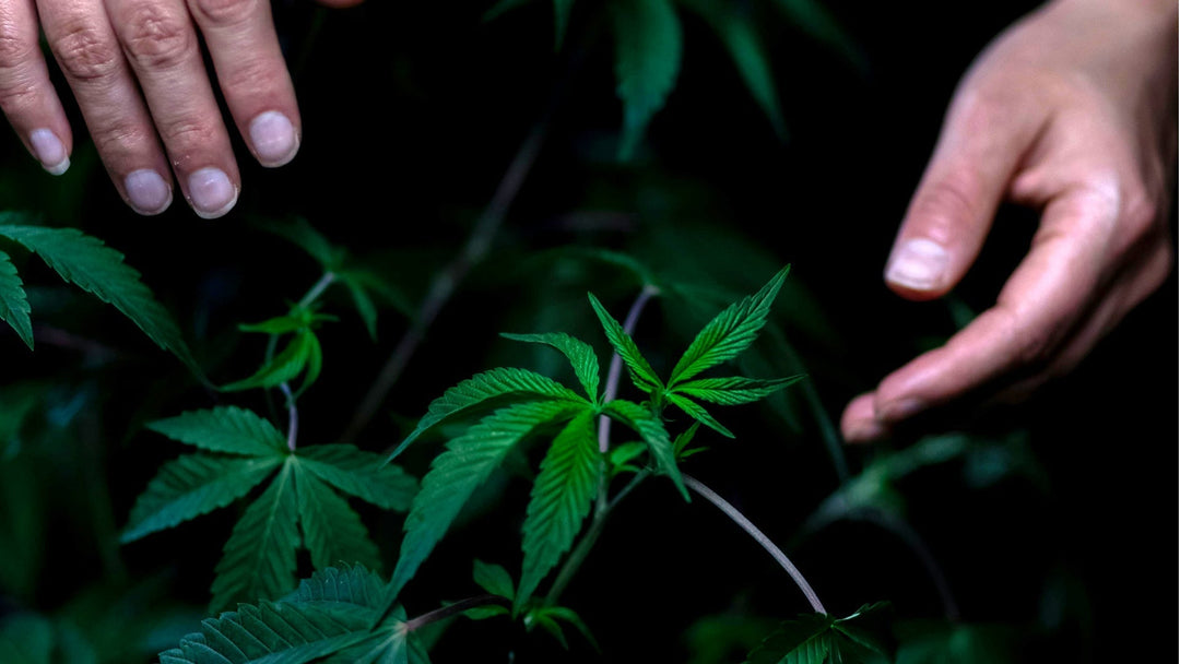 Cannabisanbau drinnen vs. draußen: Leitfaden
