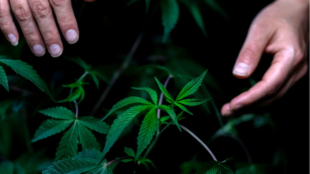 Cannabisanbau drinnen vs. draußen: Leitfaden