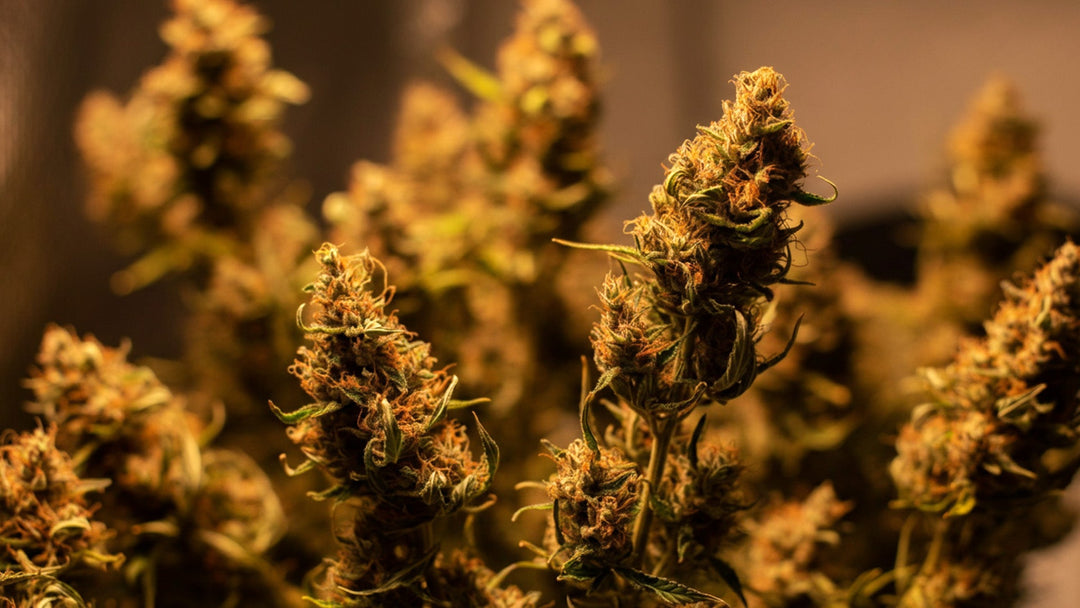 Wie man Cannabis trocknet: Leitfaden