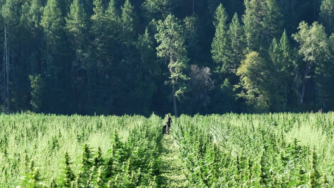 Cannabis-Anbaumethoden: Leitfaden