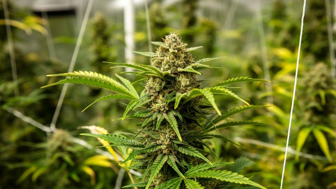 Cannabis-Zwitterer: Wie man sie erkennt und vermeidet