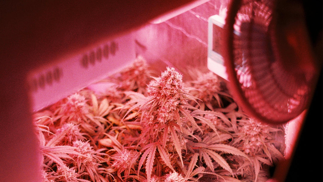 Wie man Cannabis im Haus anbaut: Leitfaden