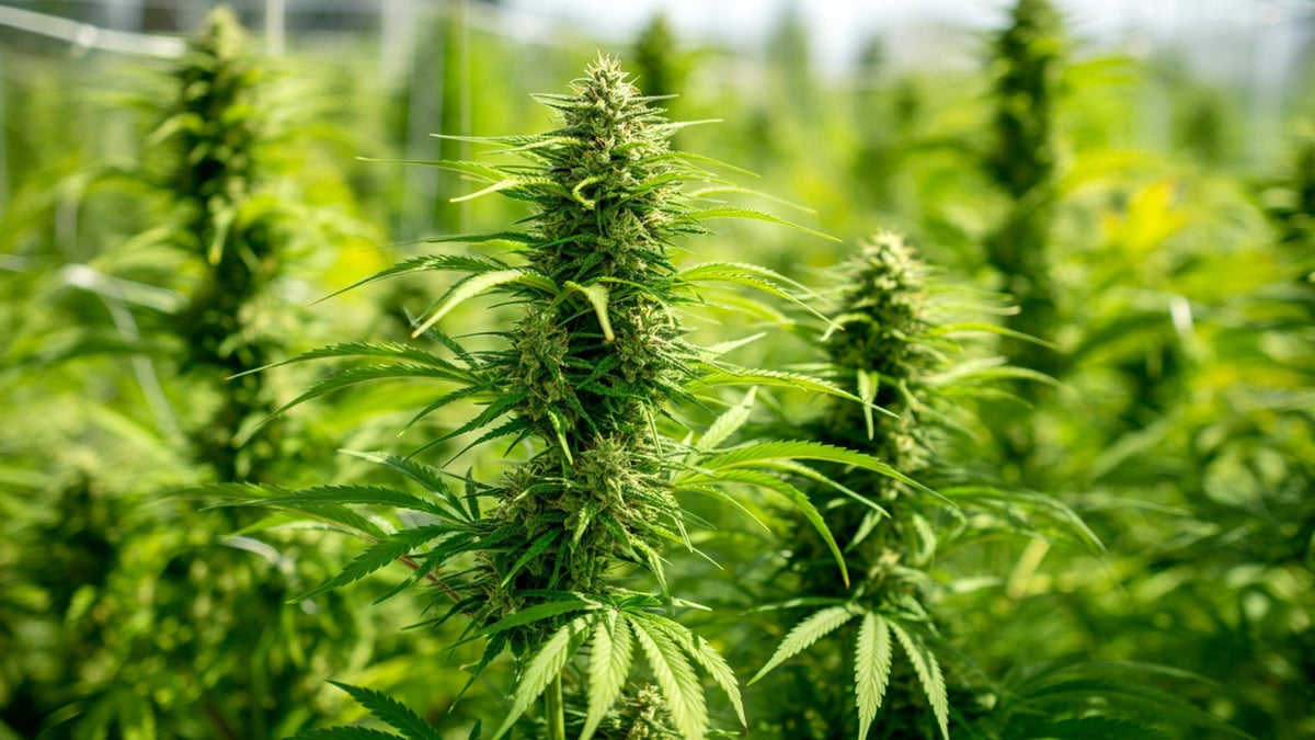 Successful cannabis topping done in the nine realms cannabis farm