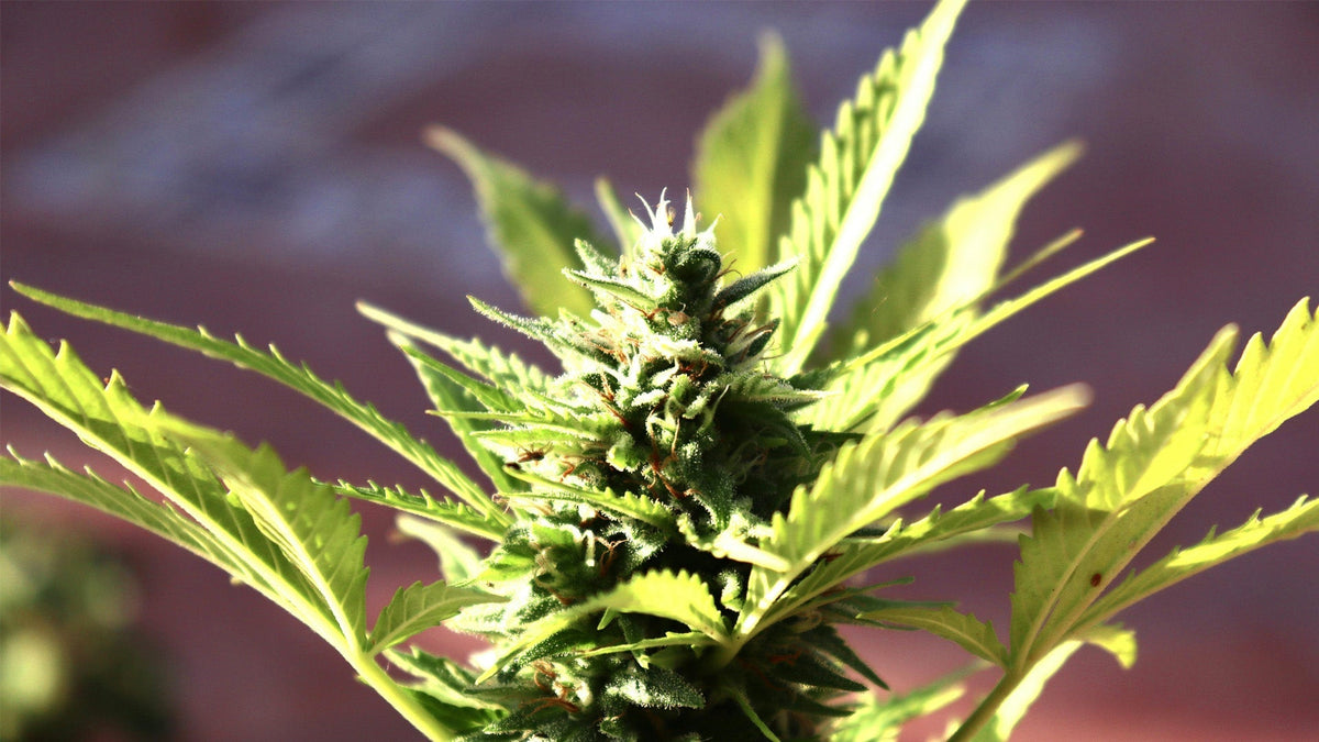 Nine Realms CBD plant