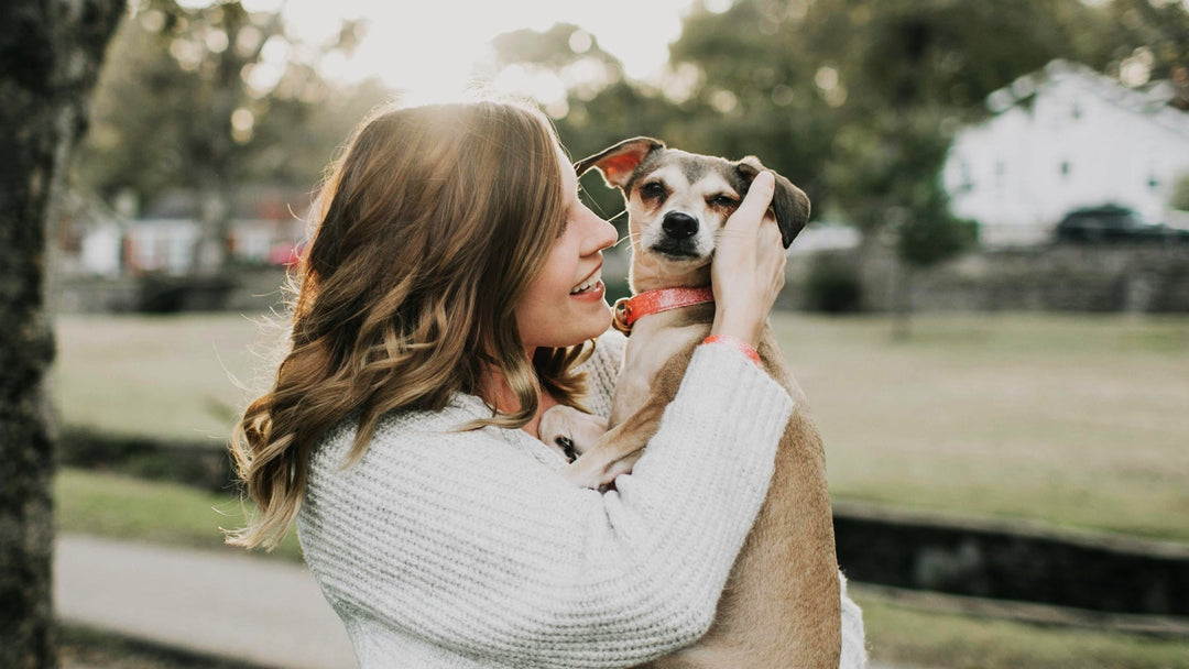 CBD für Haustiere: Erläutert