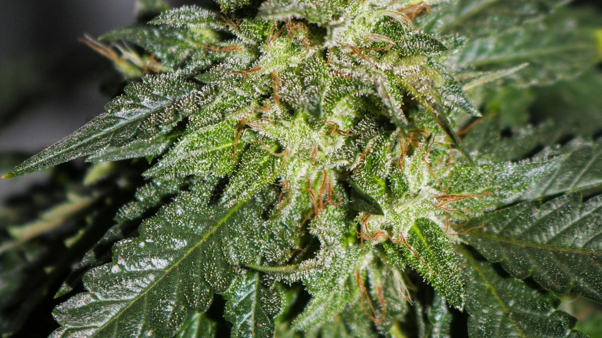 Nine Realms CBD Flower with terpenes close up image