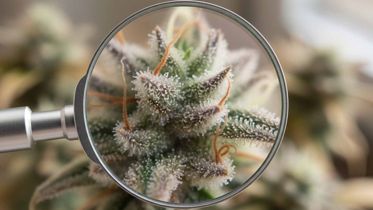 CBDP cannabis flower bud by Nine Realms under a magnifying glass