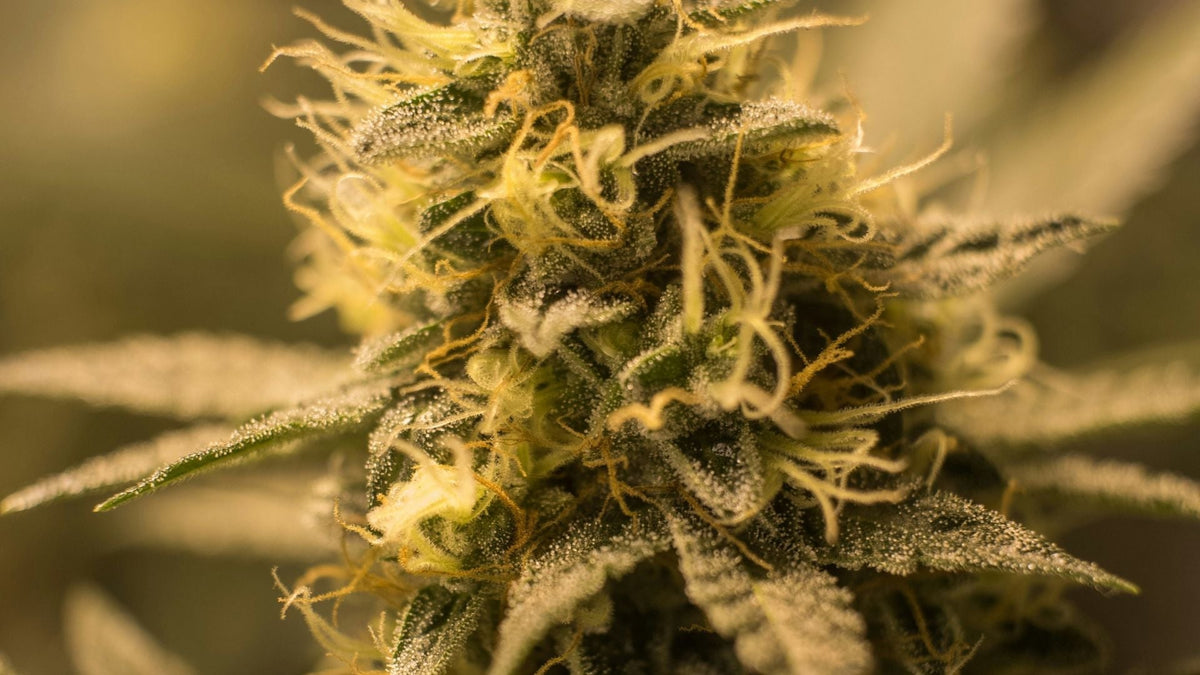 Nine Realms CBN Flower with terpenes close up image