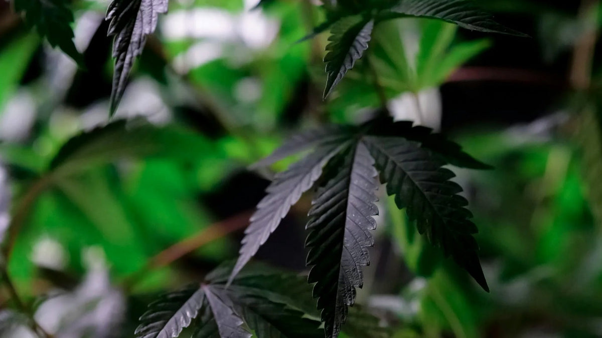 Delta 8 and Delta 9 THC Plant Nine Realms