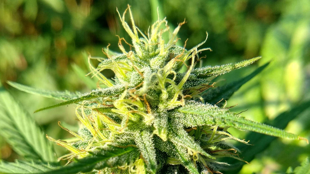 Vorteile des CBD-Vollspektrums: Erläutert