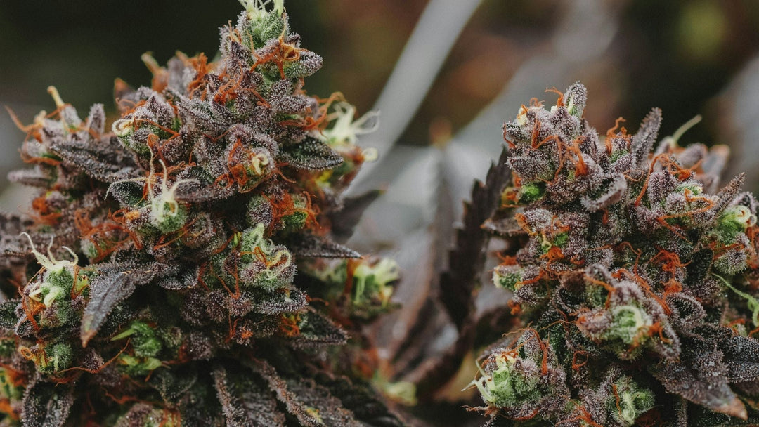 Was ist HHC? Erforschung der Potenz, Vorteile und Anwendungen