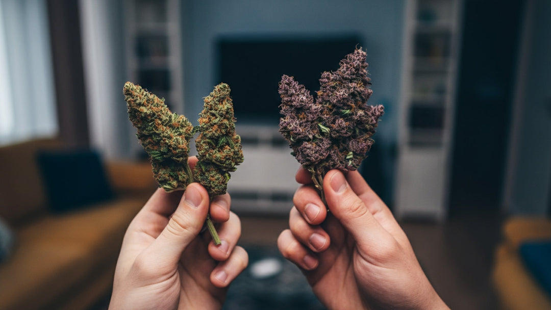 10-OH-HHC vs. HHC-P: Vergleich