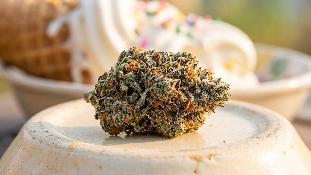Was ist die Sorte „Ice Cream Cake“? Wirkung, THC und Bewertungen