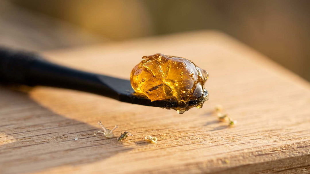 Cannabis Wachs: Was es ist, wie es hergestellt wird und wie man es verwendet