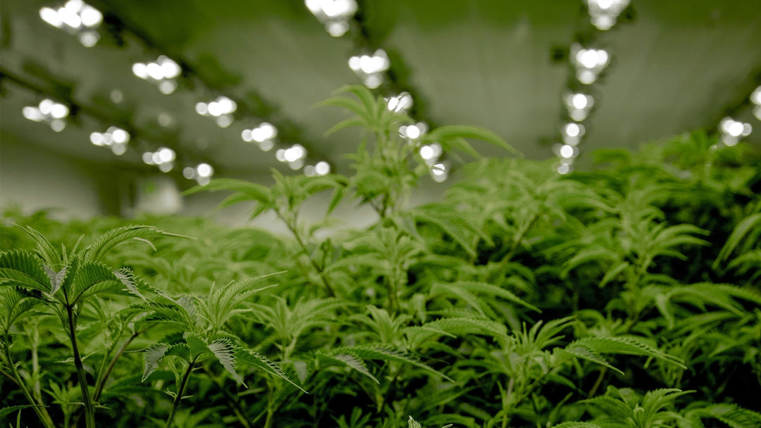 Rohes Cannabis für THCA-Vorteile: Erläutert