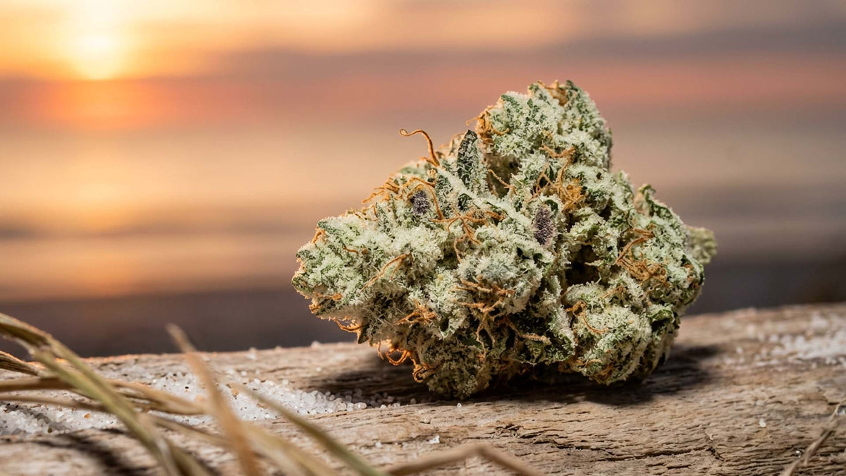 Nine Realms Sunset Sherbet strain flower bud on a wooden log at the beach