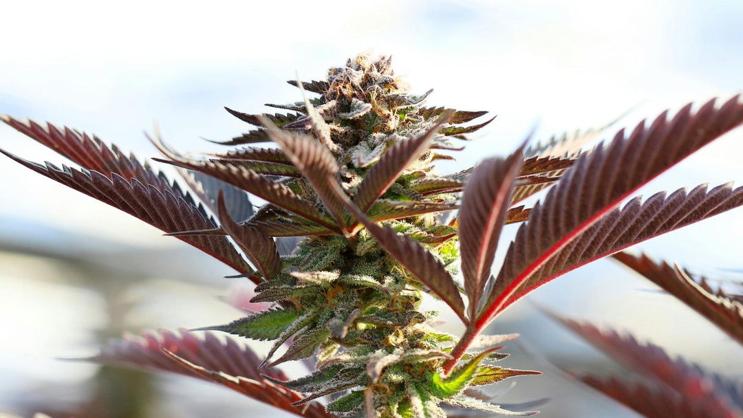 THCA für entzündungshemmende Wirkungen: Erläutert