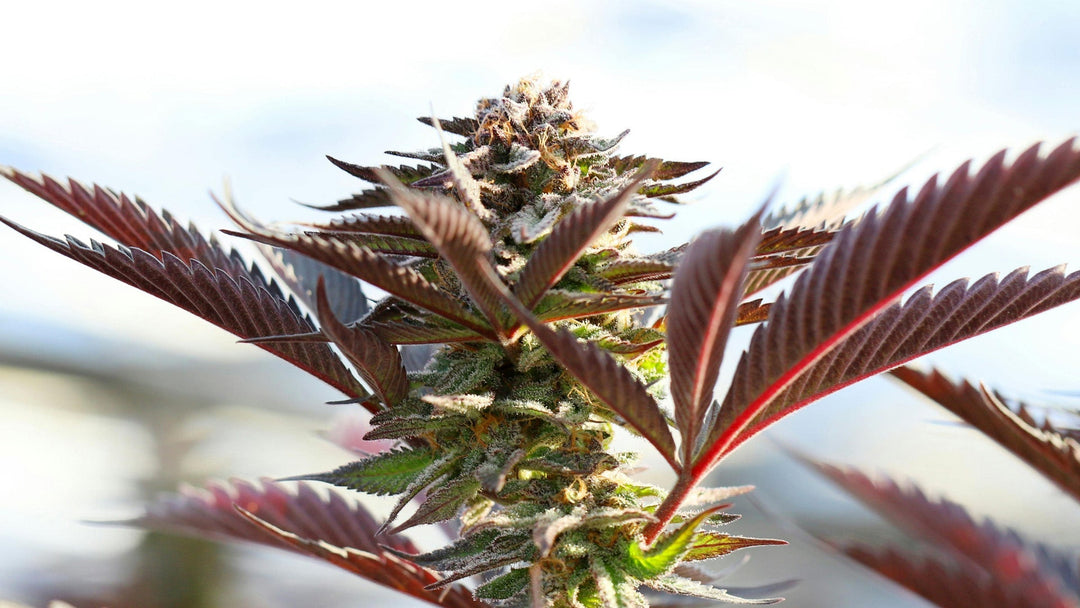 THCA für entzündungshemmende Wirkungen: Erläutert