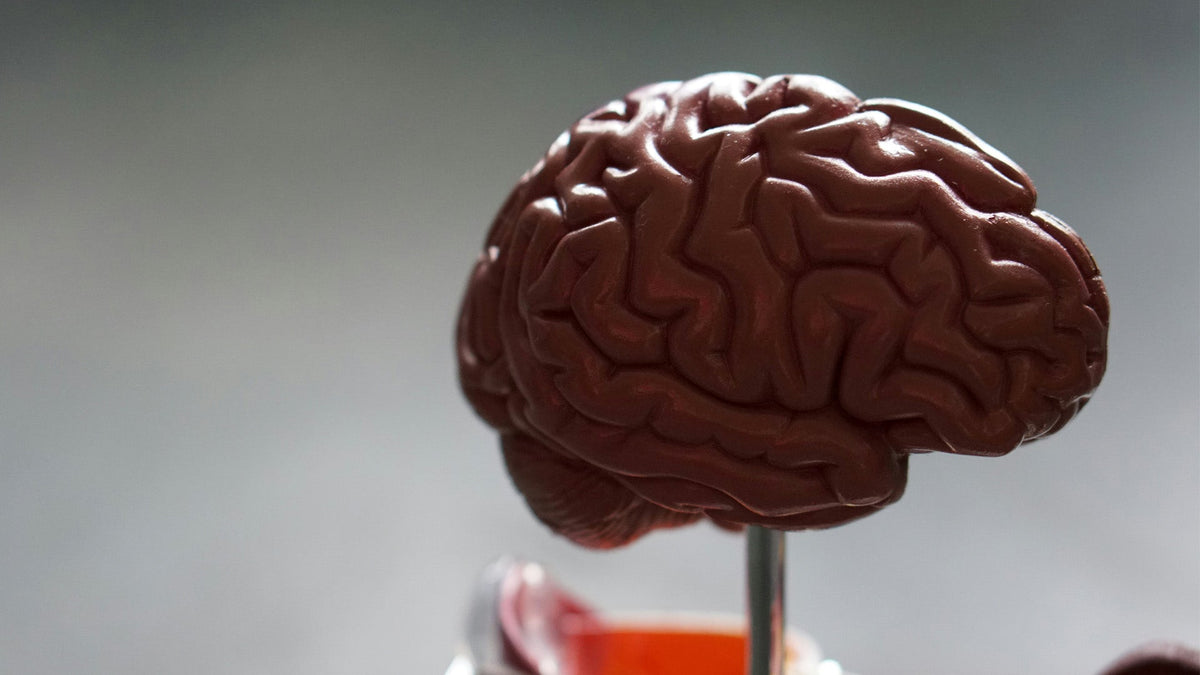 Plastic display of Nine Realms customer brain