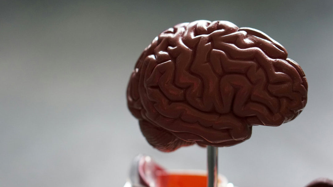 THCA und Neuroprotektion: Erläutert