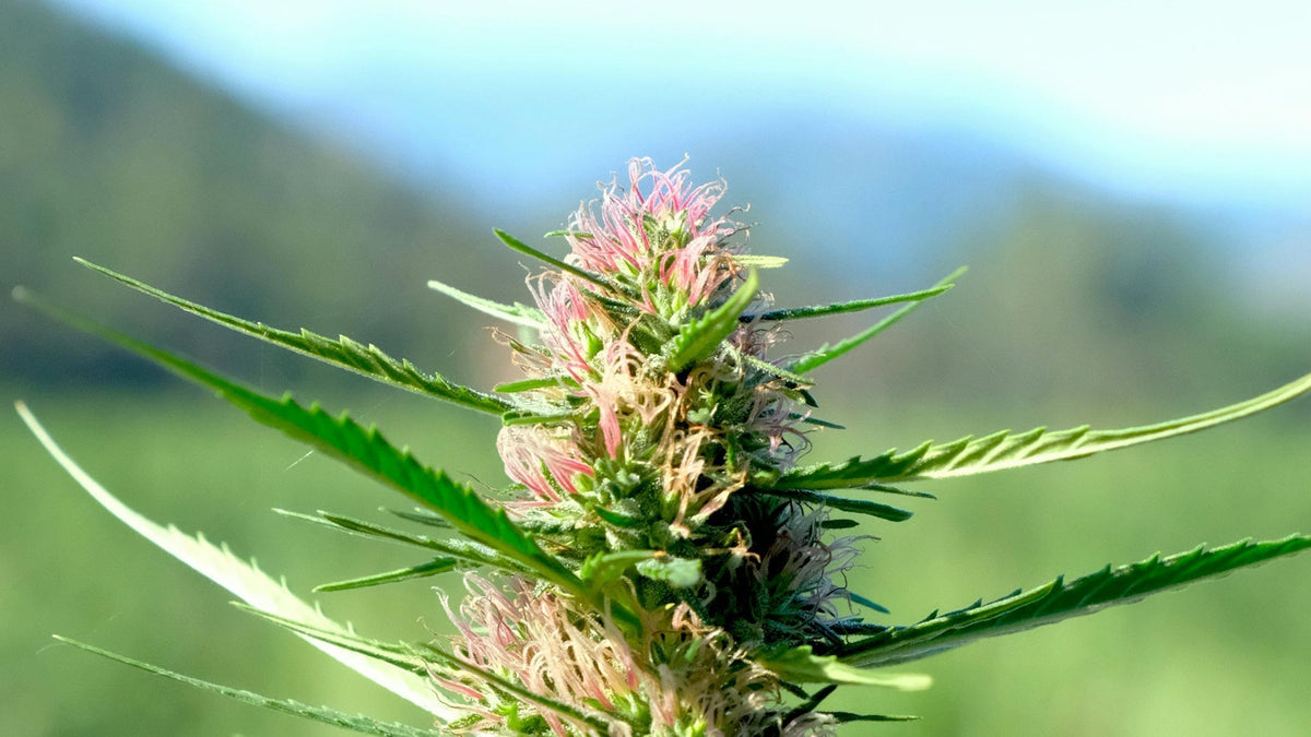 THCA Plant Effect Nine Realms