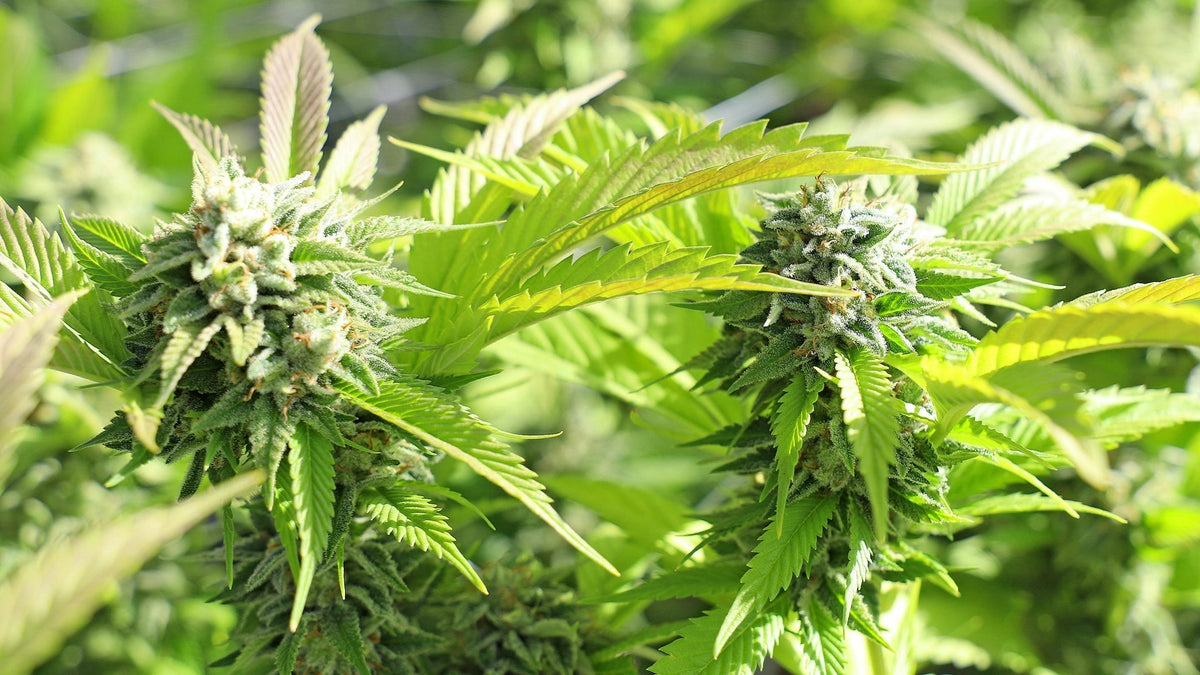 THCA Plant Nine Realms