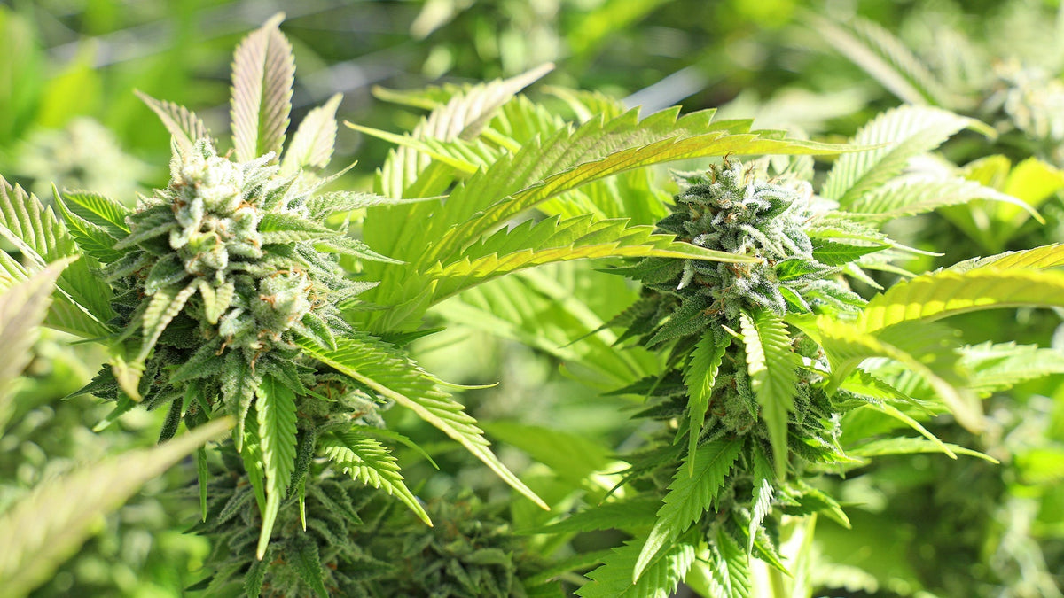 THCA Plant Nine Realms