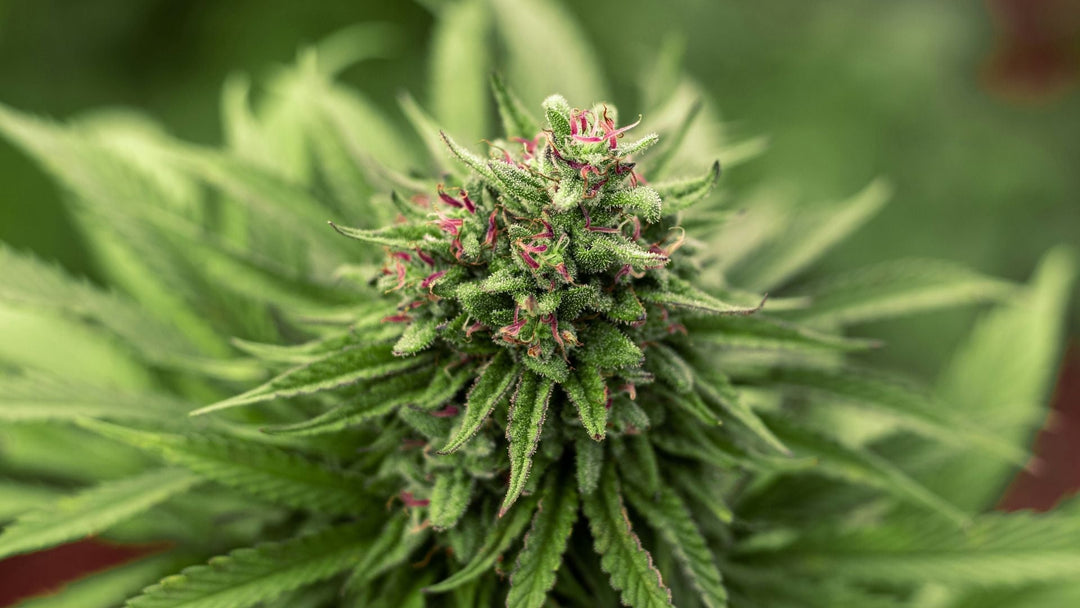 Was ist THC?