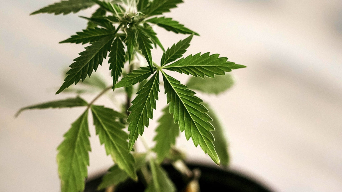 THCJD Cannabis Plant Nine Realms