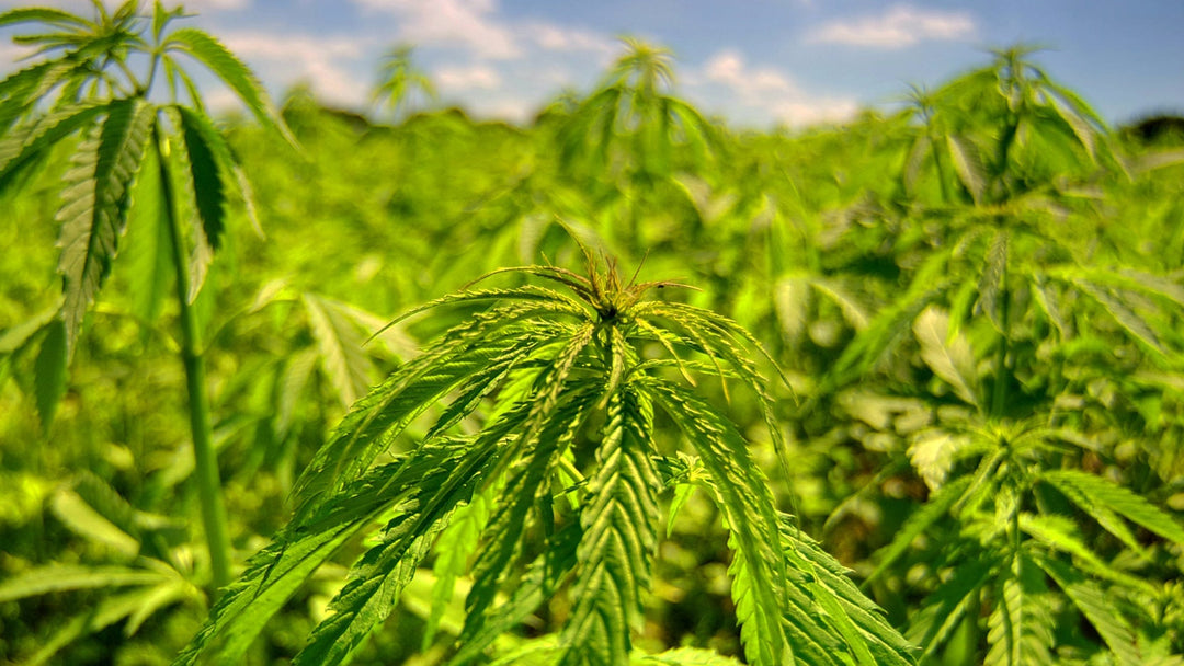 THCJD vs. THC: Vergleich