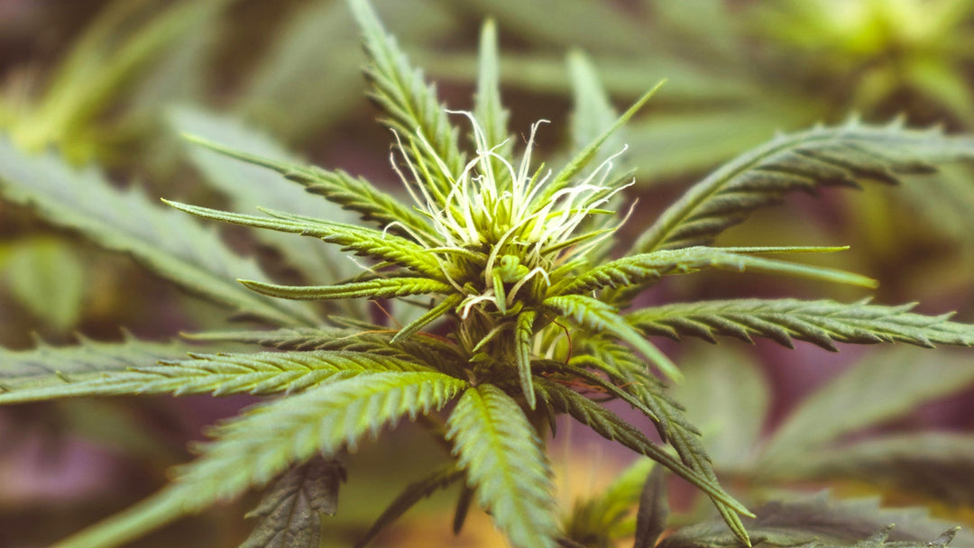 Was ist THCV? Erläutert